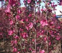 赤峰王族海棠 優質苗木產品介紹